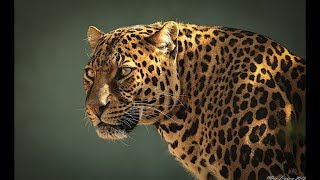 Wildlife Leopards  Dangerous Big cat Predators Nat Geo [upl. by Martina302]