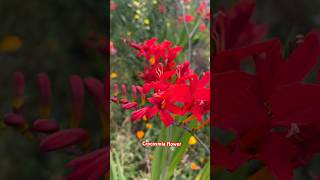 Crocosmia  Lucifer Flower [upl. by Nnaeinahpets]