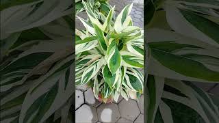 calathea pilosa peacock plant in my garden [upl. by August]