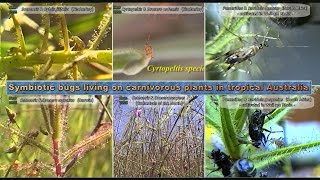 Symbiotic bugs living on carnivorous plants in tropical Australia [upl. by Swanson]