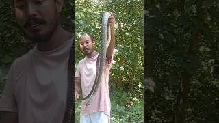 How to Identify NonVenomous Snakes and Avoid Looking Stupid [upl. by Bradlee]