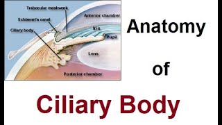 Anatomy of Ciliary Body [upl. by Bridge]