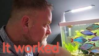 part 2 breeding dwarf neon rainbow fish Aka quotpraecoxquot [upl. by Yerdna954]