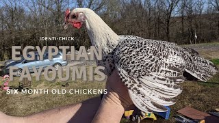 Egyptian Fayoumis 6MonthOld Chickens [upl. by Ater565]