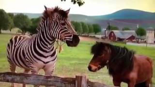 Racing Stripes and Eyewitness Horse Music Video [upl. by Strader]