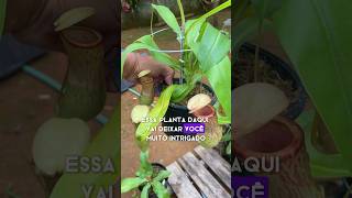 Nepenthes Khasiana x Ventricosa plantacarnivora plantas curiosidades [upl. by Niryt]