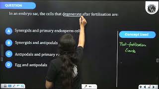 In an embryo sac the cells that degenerate after fertilisation are [upl. by Quent]