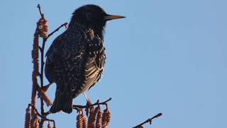 Star Gesang Sturnus vulgaris [upl. by Davey614]