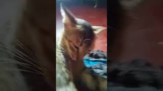 My pet 1million viralvideo [upl. by Dibri]