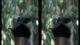 Magnificent riflebird dance courting birds [upl. by Rehprotsirhc354]