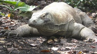 コモドオオトカゲシンガポール動物園Komodo DragonSingapore Zoo [upl. by Notnek]