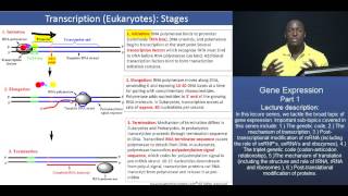 GAMSAT Gene expression  Part 2  Stages of Eukaryotic Transcription [upl. by Nairrot81]