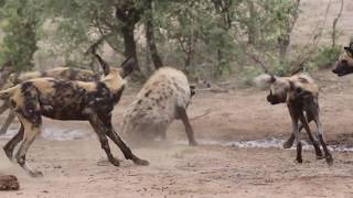 Hyena vs wild dogs [upl. by Raffo]