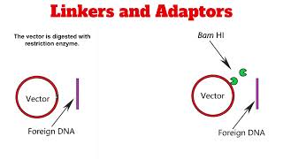 Linkers and Adaptors [upl. by Enaelem]