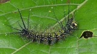 Saturniid moth Caterpillar Pseudautomeris sp Saturniidae amp Ants [upl. by Okin]