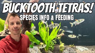 BUCKTOOTH TETRA SPECIES INFO  FEEDING amp REVIEW [upl. by Marozik]