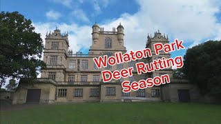 Nottingham Wollaton Park Deer 🦌 Rutting Season [upl. by Aytida]