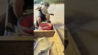 Daily Line Fishing in river at home 005190 fishing fishingvideo linefishing fishingtips [upl. by Ennairoc955]