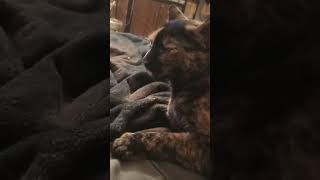 Precious 💕torti cat cute funny cutecat pets [upl. by Htebazle]