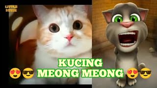 meong minta di temenincat parlay catlover kucing meong kitten kucingmeoong kucinglucu [upl. by Kendy]