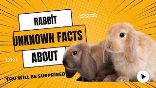 quotUncovering the Secrets of Rabbits Top 10 Factsquot part1 animals facts rabbits rabbit [upl. by Thatch]