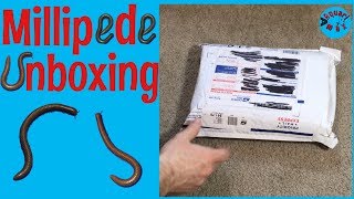 Millipede Unboxing [upl. by Etnoled]