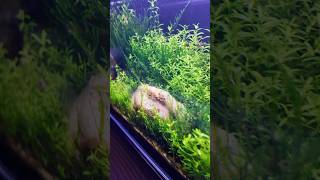 Low tech aquascape fishtanktour aquarium plantedtanksetup fishaquarium fishtank shrimp fish [upl. by Aroel]