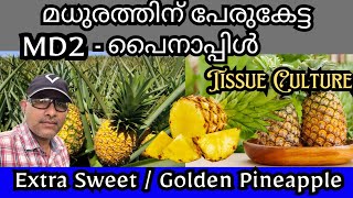 MD2 Pineapple Golden Pineapple Tissue Culture Plants Malayalam Trends Wheel pineapple fruitsplants [upl. by Eudoxia487]