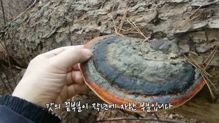 당뇨에 좋은 소나무잔나비버섯 산행기소나무잔나비 Fomitopsis pinicola소나무잔나비버섯 자생지 [upl. by Curcio]