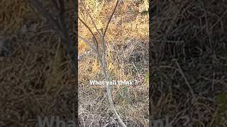 Hiding 🙈 or hurt 😞 whitetail deerhuntingbigbucksvaseasonviralvideo2024deerdognannysouth [upl. by Sterne]