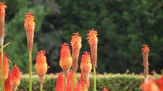 Kniphofia Alcazar [upl. by Michaela]