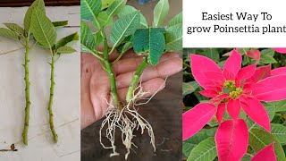 How to grow Poinsettia Plant  Poinsettia Cuttings Propagation in easiest way [upl. by Hemphill401]