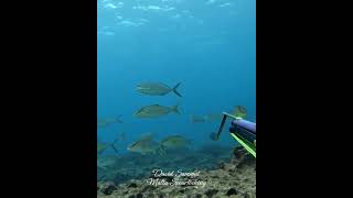 Clean Shot fishing scubadiving fish underwater fishing fish pesca viralvideo shorts sea [upl. by Reniti]