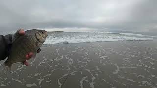 Saltwater Fly Fishing for Surf Perch in San Diego [upl. by Ititrefen]