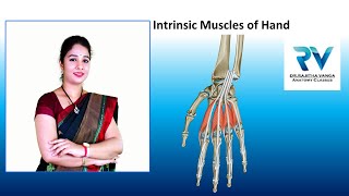 Intrinsic Muscles of Hand by Dr Rajitha Vanga [upl. by Thorny]