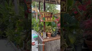 Caladiums Display on Tiki Bar caladium garden tropicalflowers [upl. by Salisbury359]