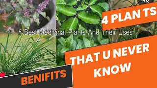 5 Most Lucky Plants That You Must Have 5 Bahut Hi Benificial Plants 🪴 Jo Aap Apne Gharo Mai Zaroor [upl. by Magulac]