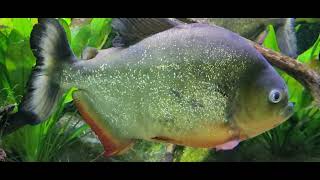 Pygocentrus nattereri  redbellied piranha [upl. by Voltz]