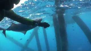 Freedive Spearfishing Hand caught Almaco Jack [upl. by Ashlan]