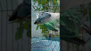 Blue Euwing Opaline amp Parblue Opaline breeding pair African lovebird [upl. by Ennayar]