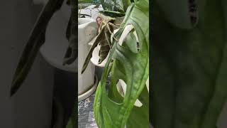 Beautiful visitor ARMY GREEN MOTH OLEANDE HAWKMOTH ☘️shortsviral mercy’sgarden [upl. by Mayor383]