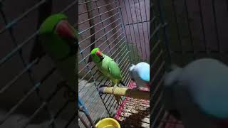 Talking parrot ringneck voice [upl. by Husein565]