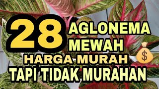 AGLONEMA  28 AGLONEMA HARGA MURAH TAPI TIDAK MURAHAN [upl. by Nangem]