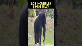 LOS INCREIBLES SIMIOS BILLY [upl. by Eilsehc]