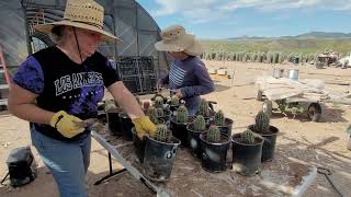 The Saguaro Hub of the Sonoran Desert  Video Series Episode 4 Propagation [upl. by Aihsemot393]