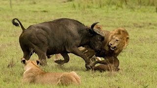 Lion vs Buffalo Fight To Death  Buffalo Kill Lion [upl. by Rhoda616]