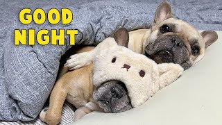 What Do My Dogs Do Every Night My Dogs Bedtime Routine [upl. by Ardyce969]