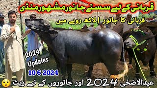 Maweshi Mandi New Updates 10 6 2024  Cow Mandi 2024  Munsif Khan Vlog [upl. by Annaxor505]