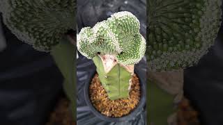 菊水 Strombocactus disciformis 2024 08 28 ＃shorts [upl. by Jaymee]