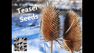 Winter Foraging for Teasel Seeds [upl. by Felizio864]